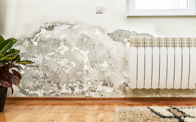 Mold in Attic- Common Causes