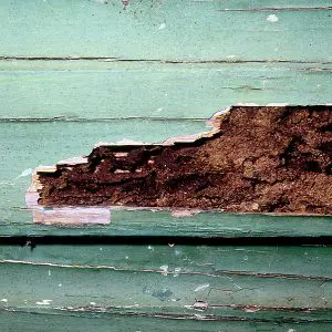 termite damage