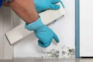 prevent mold growth