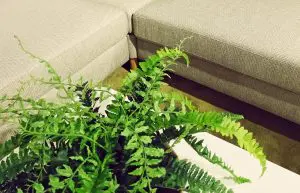 pet-safe houseplants