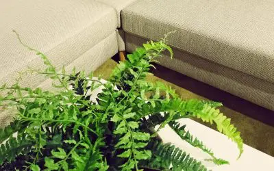6 Pet-Safe Houseplants