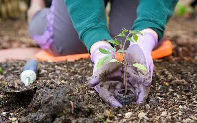 3 Helpful Tips for Gardening in a Small Space