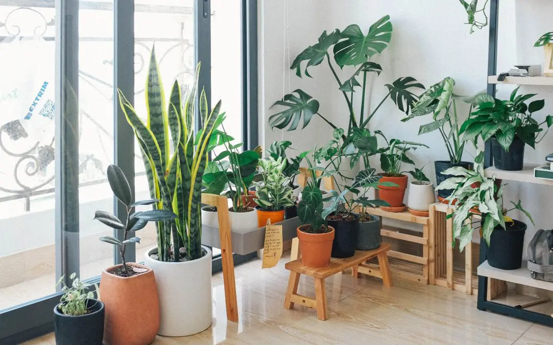 Indoor Plants Which Do Not Require Drainage