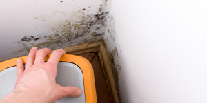 Mold and Mildew