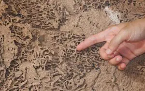 termite infestations