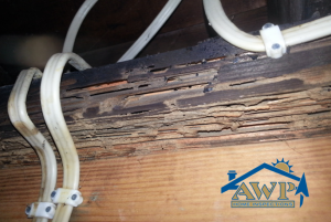 Indiana Home Inspections AWP Termite Image