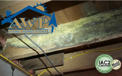 Discovering mold indoors raises major concerns