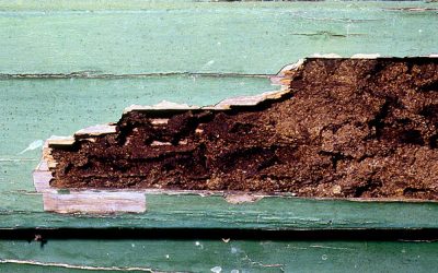 5 Tips To Prevent Termite Damage