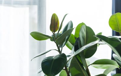 5 Simple Ways to Reduce Indoor Air Toxins in Your Home