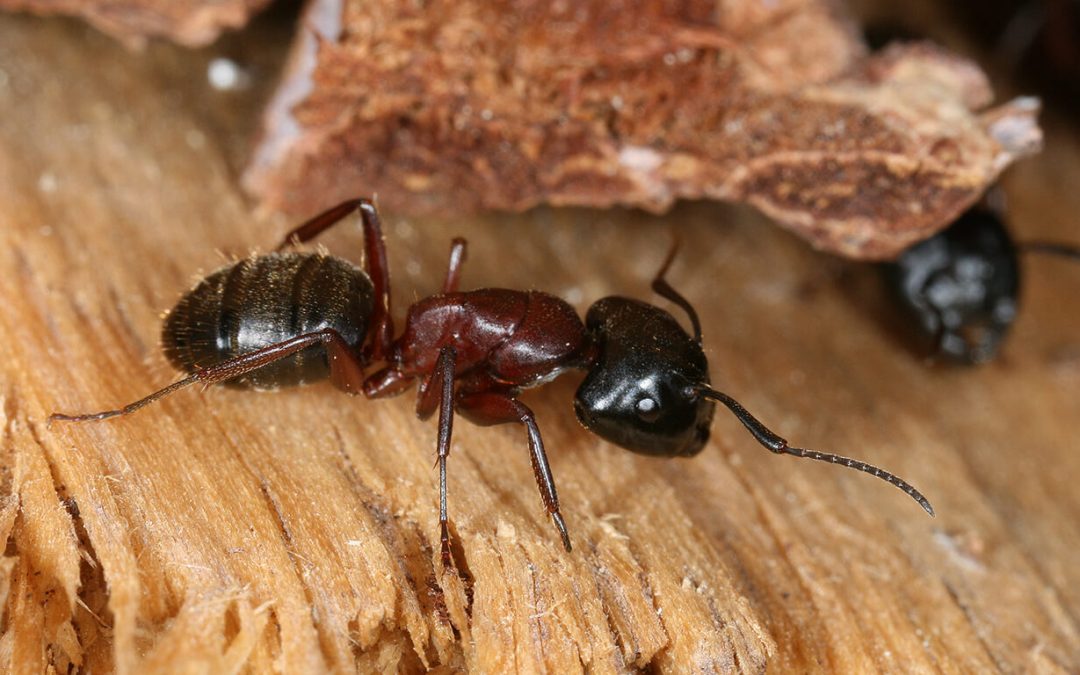 Beyond Termites: Common Wood-Destroying Insects