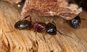 common wood-destroying insects