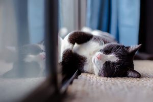 housecleaning tips for pet owners