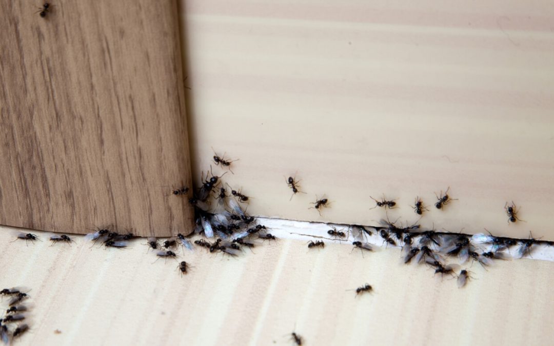 4 Tips to Repel Ants From Your Home
