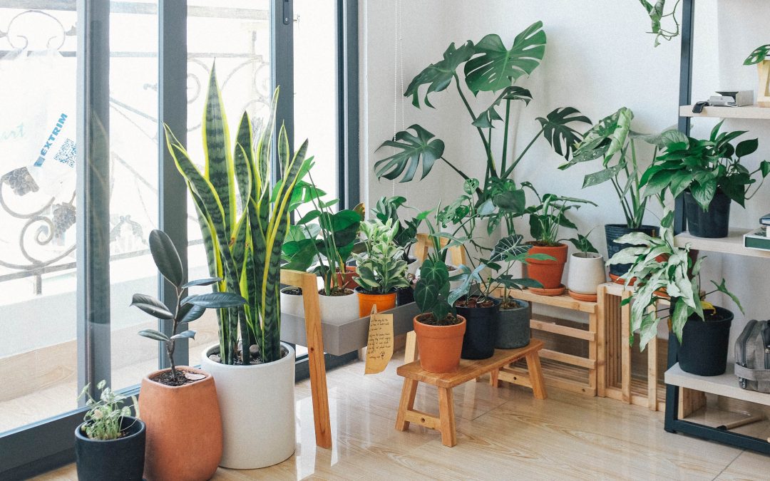 Indoor Plants that Do not require drainage
