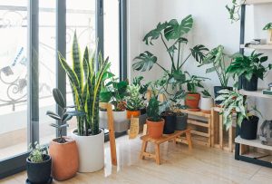 Indoor Plants that Do not require drainage