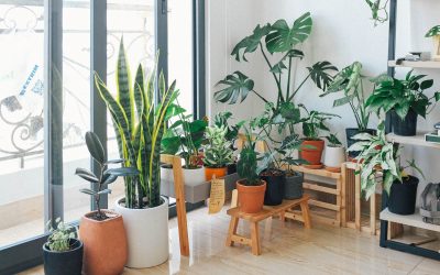 Indoor Plants Which Do Not Require Drainage