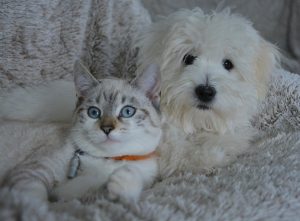 creating a pet-friendly home