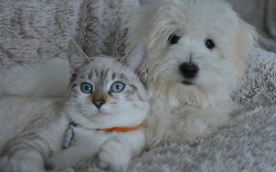 Creating a Pet-Friendly Home: 5 Improvements Your Cat or Dog Will Enjoy