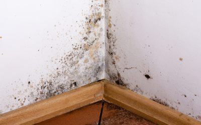 Effective Strategies to Eliminate Mold and Prevent its Return in Your Home