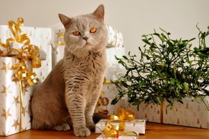 pet safety over the holidays