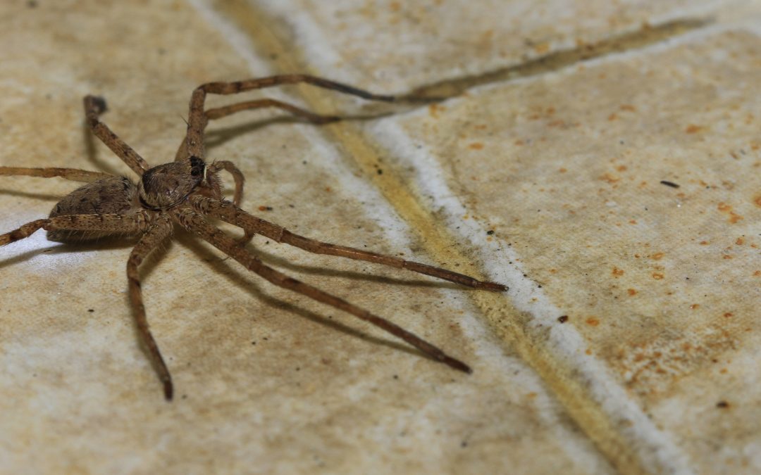 Common Mistakes Attracting Spiders: How to Keep Them Out