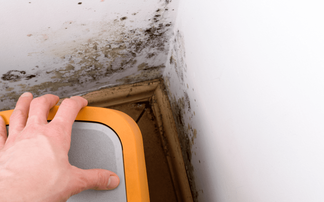 Mold and Mildew