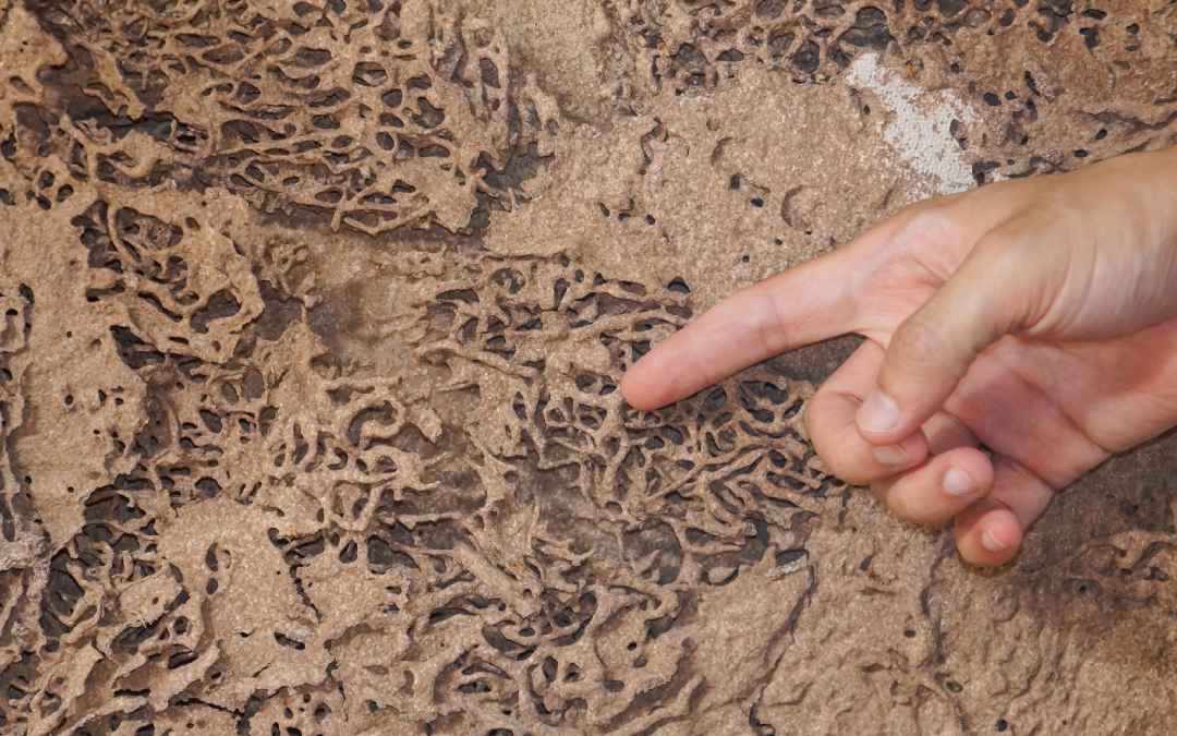 termite infestations